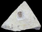 Ventral Kettneraspis Trilobite - Black Cat Mountain, Oklahoma #62927-1